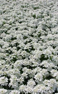 Alexander's White Candy Tuft (Iberis) - 1 Gallon Pot 15 Alexander's White Candy Tuft (Iberis) - 1 Gallon Pot -Garden & Outdoor Sale Shop iberis sempervirens snowflake candytuft 3
