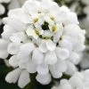 Snowsation Candytuft - 1 Gallon Pot -Garden & Outdoor Sale Shop iberis snowsation candytuft 1