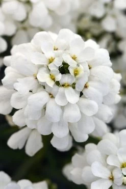 Snowsation Candytuft - 1 Gallon Pot