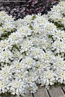 Snowsation Candytuft - 1 Gallon Pot -Garden & Outdoor Sale Shop iberis snowsation candytuft 2