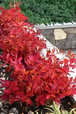 Scentlandia Sweetspire (Itea Virginica) - 3 Gallon Pot -Garden & Outdoor Sale Shop itea virginica scentlandia virginia sweetspire 7