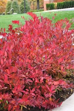 Virginia Sweetspire (Itea Virginica) - 3 Gallon Pot -Garden & Outdoor Sale Shop itea virginica virginia sweetspire 14