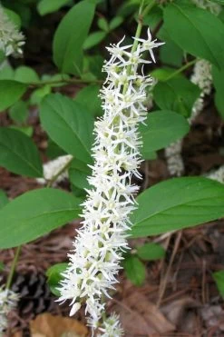 Virginia Sweetspire (Itea Virginica) - 3 Gallon Pot -Garden & Outdoor Sale Shop itea virginica virginia sweetspire 7