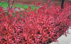 Virginia Sweetspire (Itea Virginica) - 3 Gallon Pot -Garden & Outdoor Sale Shop itea virginica virginia sweetspire 9