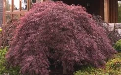 Crimson Queen Dwarf Japanese Maple - 1 Gallon Pot 12 Crimson Queen Dwarf Japanese Maple - 1 Gallon Pot -Garden & Outdoor Sale Shop ja panese Maple Crimson Queen 50