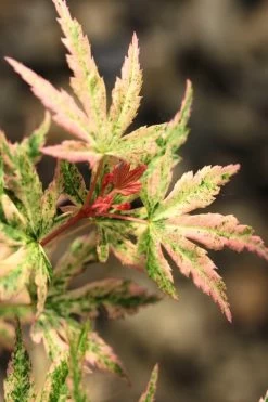 Radiant Variegated Japanese Maple - 3 Gallon Pot