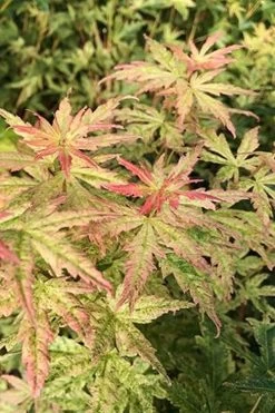 Radiant Variegated Japanese Maple - 3 Gallon Pot -Garden & Outdoor Sale Shop japanese Maple Radiant 7