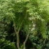 Seiryu Japanese Maple - 3 Gallon Pot
