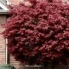 Bloodgood Red Leaf Japanese Maple - 1 Gallon Pot -Garden & Outdoor Sale Shop japanese maple bloodgood 10