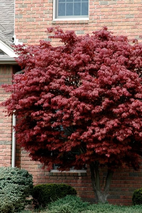 Bloodgood Red Leaf Japanese Maple - 3 Gallon Pot 3 Bloodgood Red Leaf Japanese Maple - 3 Gallon Pot