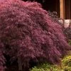 Crimson Queen Dwarf Japanese Maple - 1 Gallon Pot