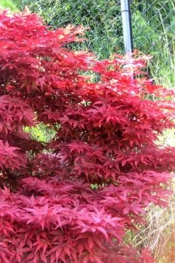 Fireglow Red Leaf Japanese Maple - 3 Gallon Pot -Garden & Outdoor Sale Shop japanese maple fireglow 11 1