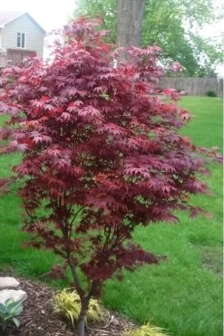 Fireglow Red Leaf Japanese Maple - 2 Gallon Pot -Garden & Outdoor Sale Shop japanese maple fireglow 12