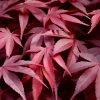 Fireglow Red Leaf Japanese Maple - 5 Gallon Pot (3-4') -Garden & Outdoor Sale Shop japanese maple fireglow 13 2