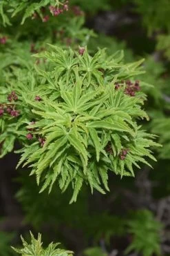 Lions Head Japanese Maple (Acer Palmatum 'Shishigashira') - 2.5 Gallon Pot -Garden & Outdoor Sale Shop japanese maple lions head shishigashira 1