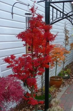 Lions Head Japanese Maple (Acer Palmatum 'Shishigashira') - 2.5 Gallon Pot -Garden & Outdoor Sale Shop japanese maple lions head shishigashira 3
