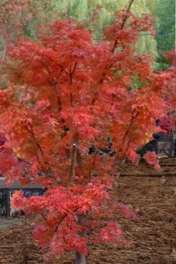 Lions Head Japanese Maple (Acer Palmatum 'Shishigashira') - 2.5 Gallon Pot -Garden & Outdoor Sale Shop japanese maple lions head shishigashira 4