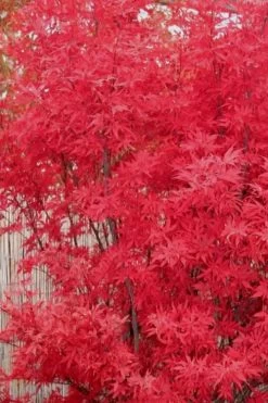 Skeeter's Broom Japanese Maple - 1 Gallon Pot -Garden & Outdoor Sale Shop japanese maple skeeters broom 7
