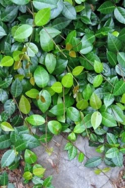 Asian Jasmine (Trachelospermum Asiaticum) - 36 Pack Of 3.5" Pint Pots -Garden & Outdoor Sale Shop jasmine asian 10 1