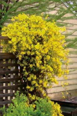 Carolina Yellow Jasmine - Jessamine (Gelsium Sempervirens) - 6 Pack Of 1 Gallon Pots 12 Carolina Yellow Jasmine - Jessamine (Gelsium Sempervirens) - 6 Pack Of 1 Gallon Pots -Garden & Outdoor Sale Shop jasmine carolina 21