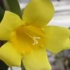 Carolina Yellow Jasmine - Jessamine (Gelsium Sempervirens) - 6 Pack Of 1 Gallon Pots -Garden & Outdoor Sale Shop jasmine carolina 22