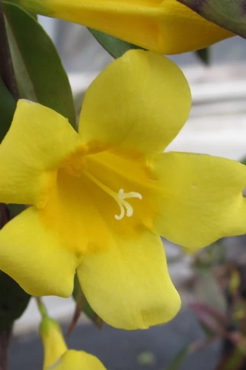 Carolina Yellow Jasmine - Jessamine (Gelsium Sempervirens) - 6 Pack Of 1 Gallon Pots 3 Carolina Yellow Jasmine - Jessamine (Gelsium Sempervirens) - 6 Pack Of 1 Gallon Pots