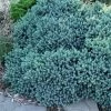 Blue Star Juniper - 1 Gallon Pot -Garden & Outdoor Sale Shop juniper blue star 11