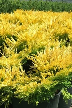 Limeglow Golden Andorra Compact Juniper - 6 Pack Of 1 Gallon Pots 13 Limeglow Golden Andorra Compact Juniper - 6 Pack Of 1 Gallon Pots -Garden & Outdoor Sale Shop juniper horizontalis lime glow 22