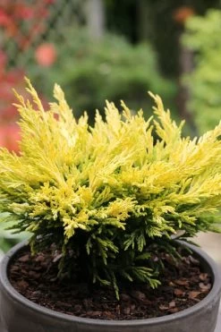 Limeglow Golden Andorra Compact Juniper - 6 Pack Of 1 Gallon Pots 14 Limeglow Golden Andorra Compact Juniper - 6 Pack Of 1 Gallon Pots -Garden & Outdoor Sale Shop juniper horizontalis lime glow 23