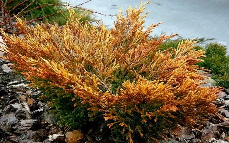 Limeglow Golden Andorra Compact Juniper - 6 Pack Of 1 Gallon Pots 9 Limeglow Golden Andorra Compact Juniper - 6 Pack Of 1 Gallon Pots - Image 7