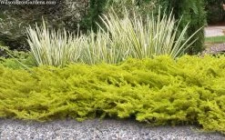 All Gold Golden Pacific Juniper - 3 Gallon Pot -Garden & Outdoor Sale Shop juniperus conferta all gold pacific shore juniper 21