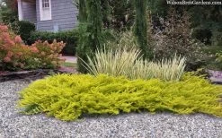 All Gold Golden Pacific Juniper - 2 Gallon Pot -Garden & Outdoor Sale Shop juniperus conferta all gold pacific shore juniper 22 1
