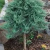 Blue Chip Juniper Tree Form Topiary - 3 Gallon Pot