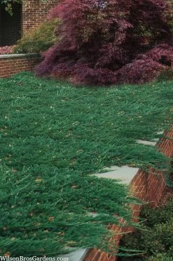 Blue Rug Juniper - 6-Pack Of 1 Gallon Pots