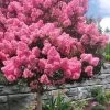 Sioux Pink Crape Myrtle Tree (Single Trunk) - 5 Gallon Pot -Garden & Outdoor Sale Shop lagerstroemia indica sioux crape myrtle standard single trunk 1