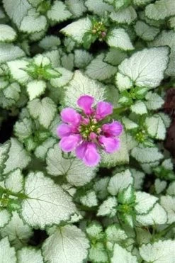 Red Nancy Lamium - 5 Pack Of Pint Pots -Garden & Outdoor Sale Shop lamium maculatam red nancy spotted dead nettle 2