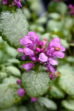 Red Nancy Lamium - 5 Pack Of Pint Pots -Garden & Outdoor Sale Shop lamium maculatam red nancy spotted dead nettle 3