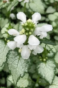 White Nancy Lamium - 5 Pack Of Pint Pots -Garden & Outdoor Sale Shop lamium maculatam white nancy spotted dead nettle 100