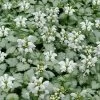 White Nancy Lamium - 5 Pack Of Pint Pots -Garden & Outdoor Sale Shop lamium maculatam white nancy spotted dead nettle 102