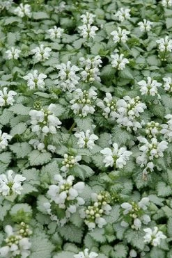 White Nancy Lamium - 5 Pack Of Pint Pots