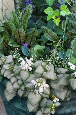 White Nancy Lamium - 5 Pack Of Pint Pots -Garden & Outdoor Sale Shop lamium maculatam white nancy spotted dead nettle 103