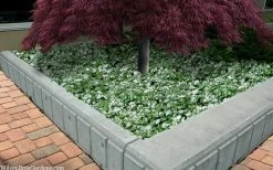 White Nancy Lamium - 5 Pack Of Pint Pots -Garden & Outdoor Sale Shop lamium maculatam white nancy spotted dead nettle 105