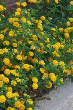 New Gold Hardy Lantana - 5 Pack Of Quart Pots -Garden & Outdoor Sale Shop lantana new gold 10