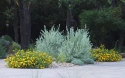 New Gold Hardy Lantana - 5 Pack Of Quart Pots -Garden & Outdoor Sale Shop lantana new gold 11