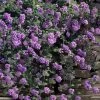 Trailing Lavender Lantana - 1 Gallon Pot 2 Trailing Lavender Lantana - 1 Gallon Pot -Garden & Outdoor Sale Shop lantana trailing lavender 105