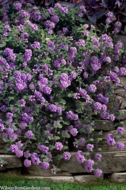 Trailing Lavender Lantana - 1 Gallon Pot