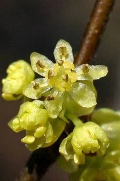 Spicebush (Lindera Benzoin) - 2.5 Gallon Pot -Garden & Outdoor Sale Shop lindera benzoin yellow spicebush 1