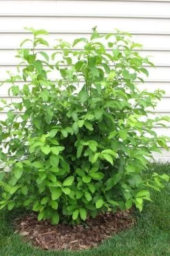 Spicebush (Lindera Benzoin) - 2.5 Gallon Pot -Garden & Outdoor Sale Shop lindera benzoin yellow spicebush 11