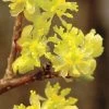 Spicebush (Lindera Benzoin) - 2.5 Gallon Pot