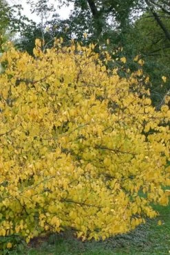 Spicebush (Lindera Benzoin) - 2.5 Gallon Pot -Garden & Outdoor Sale Shop lindera benzoin yellow spicebush 21